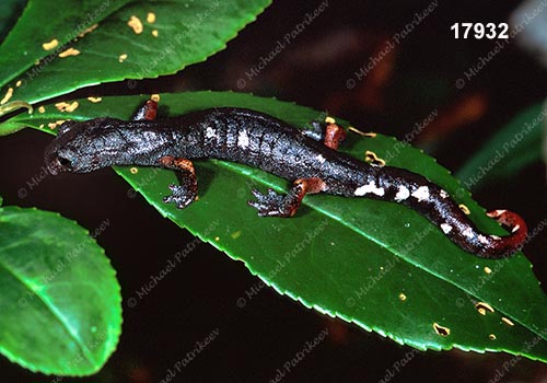 Pseudoeurycea-Aquiloeurycea sp.(Queretaro)
